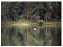 Common Loon