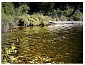 Water Foul on Daisy Lake