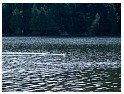 Loons at Camp on Daisy Lake