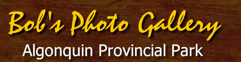 Bob's Photo Gallery Banner - Algonquin Provincial Park PIcs