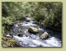 Bone Valley Creek - Smoky Mt. National Park