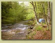 Hammersley Fork Wild Area - Potter Co., PA